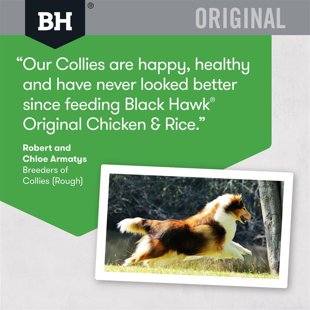 Black Hawk Adult Chicken & Rice - Doubtless Bay Pet Resort