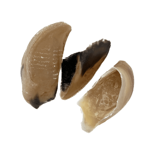 Ranger Beef Hooves, durable chew for dogs, gluten-free, high protein, free range beef, made in New Zealand