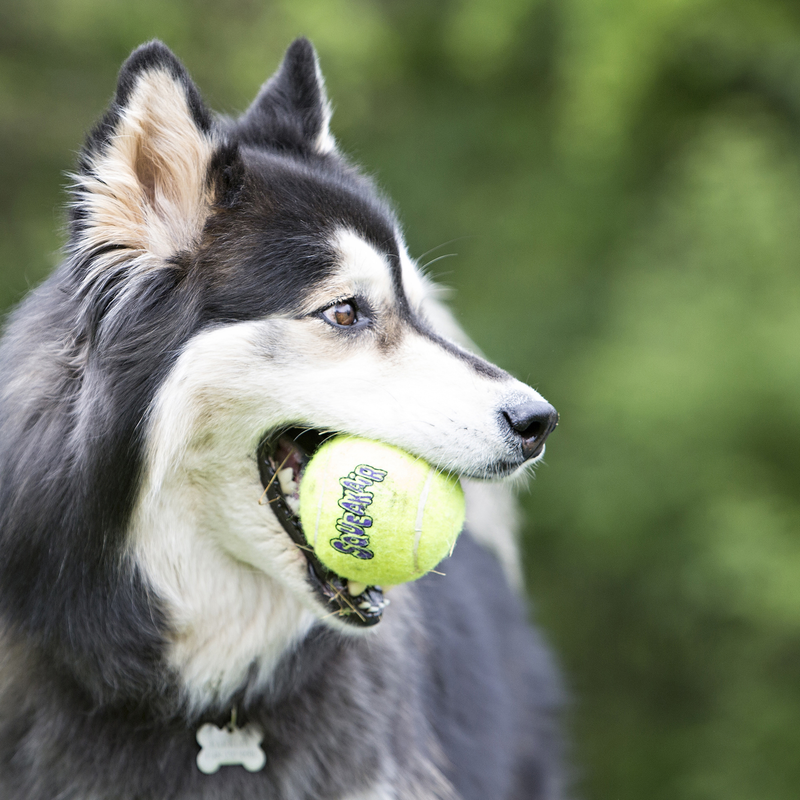 KONG AirDog Squeaker Balls XL 1pk