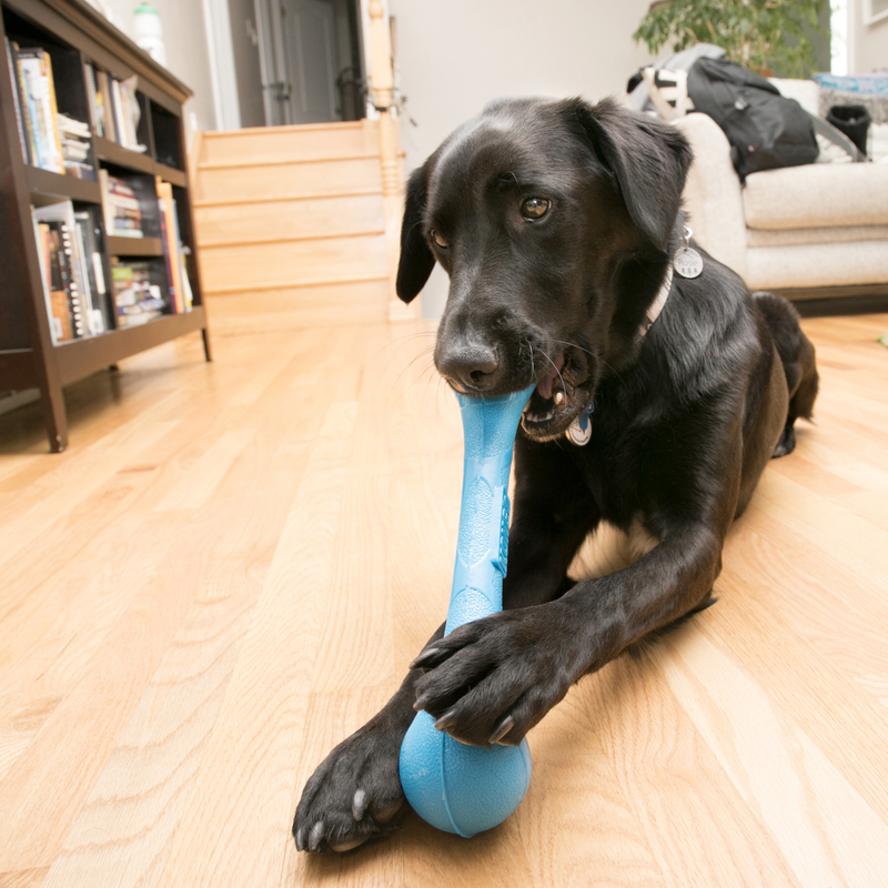 KONG SqueakStix Medium