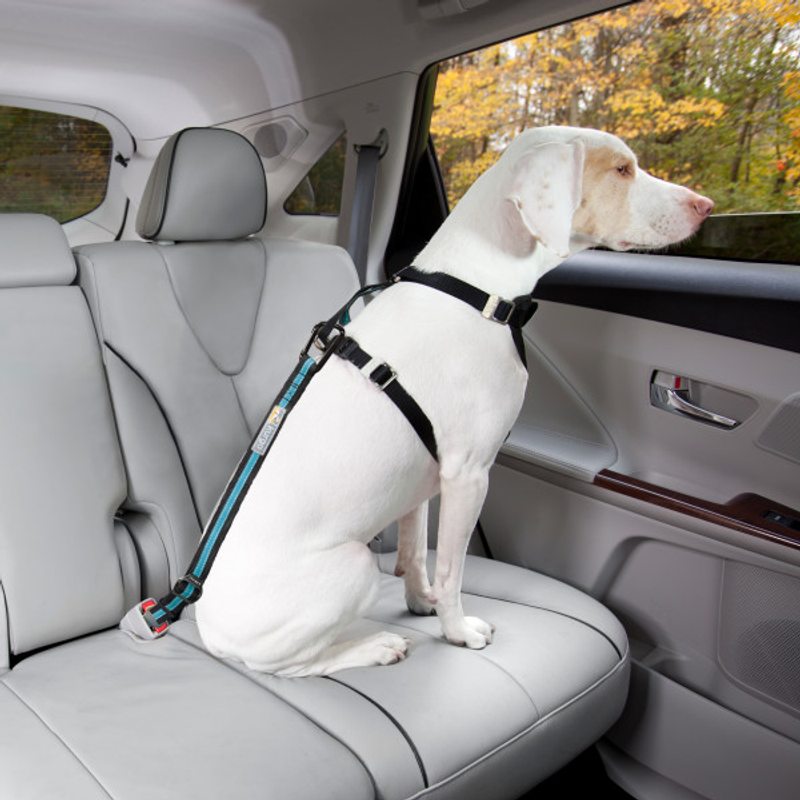 Kurgo Direct to Seatbelt Tether - Blue (Special Order)