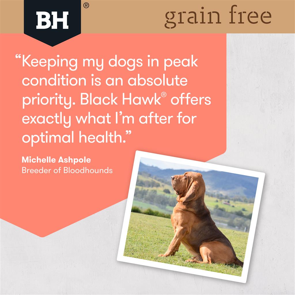 Black Hawk Grain Free Salmon - Doubtless Bay Pet Resort 