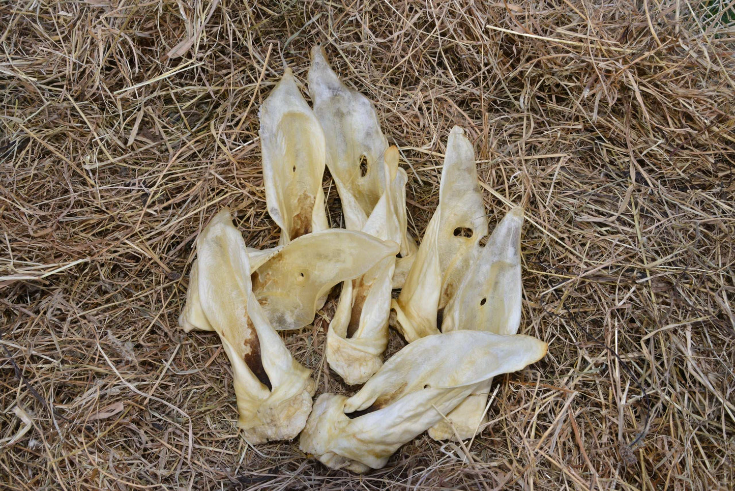 Venison Ear