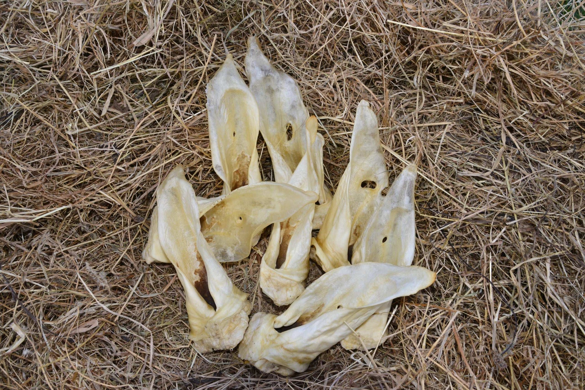 Venison Ear