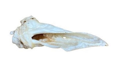 Venison Ear - Doubtless Bay Pet Resort 