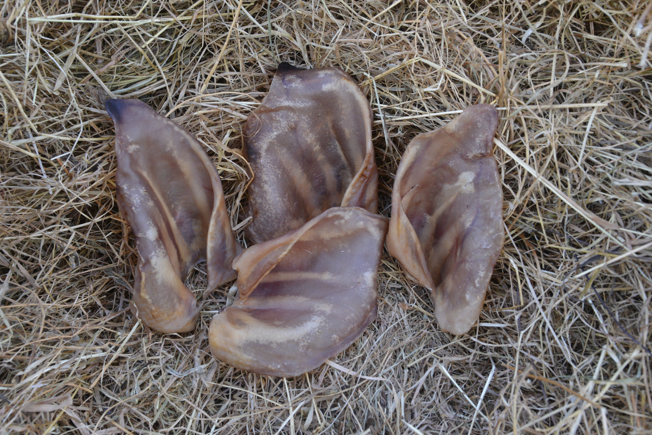 Pig Ear - Doubtless Bay Pet Resort 
