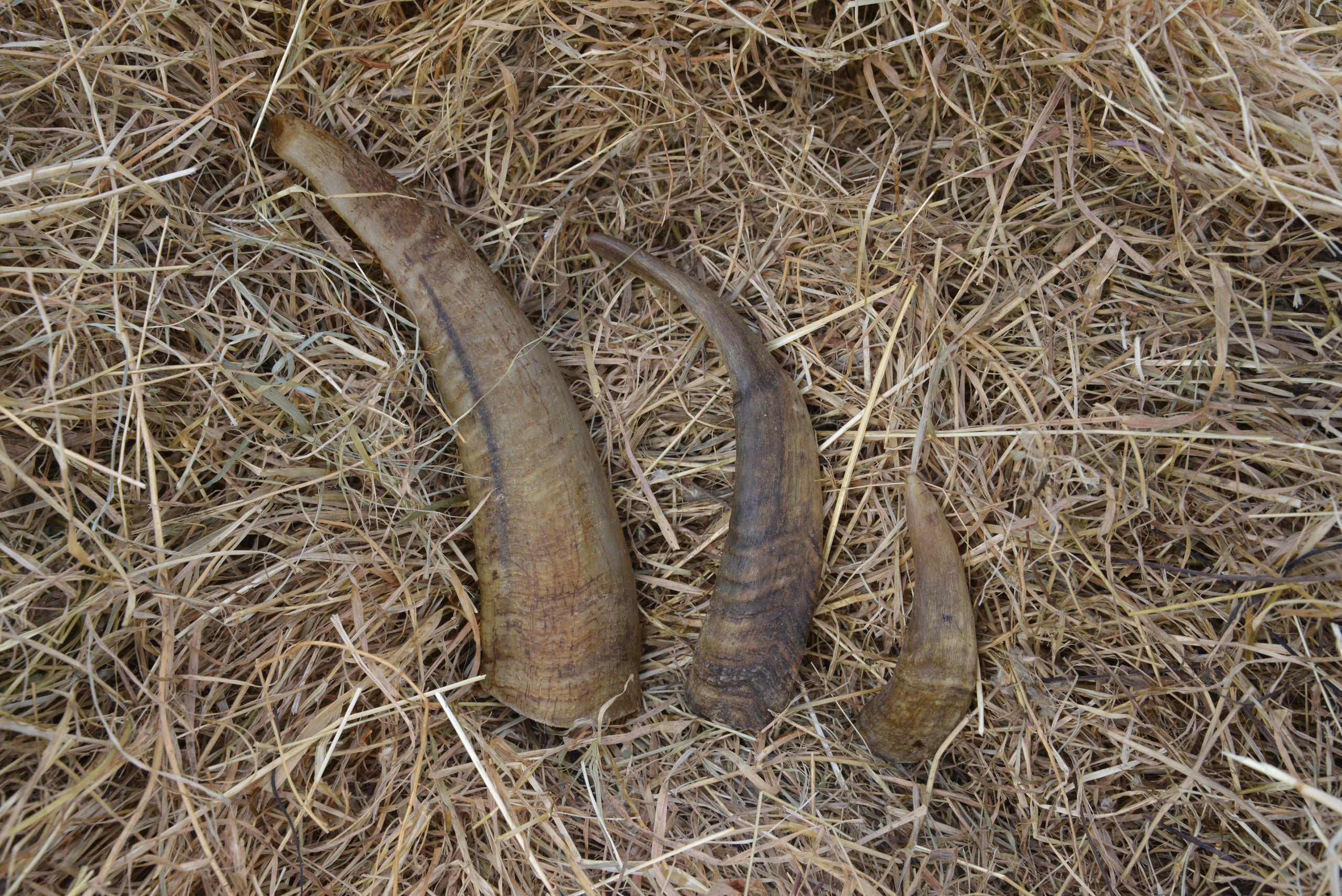 Goat Horn - Doubtless Bay Pet Resort 