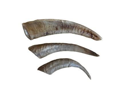 Goat Horn - Doubtless Bay Pet Resort 