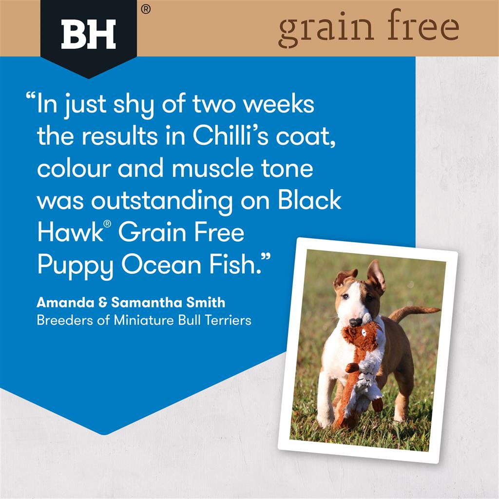Black Hawk Puppy Grain Free Ocean Fish - Doubtless Bay Pet Resort 